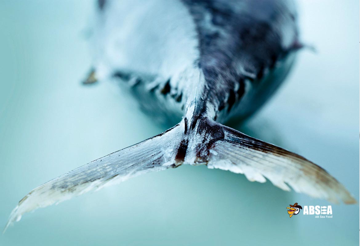 Albacore Tuna