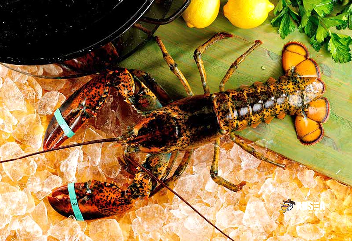 Live Lobster