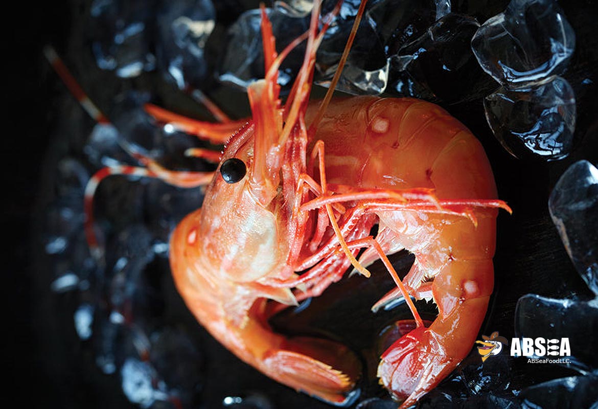 Live Spot Shrimp