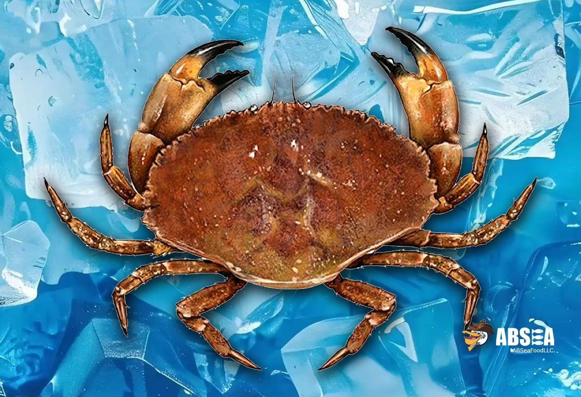 Live Jonah crabs